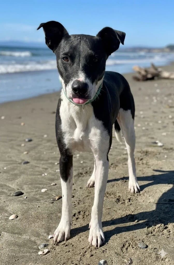 Manta - Border Collie