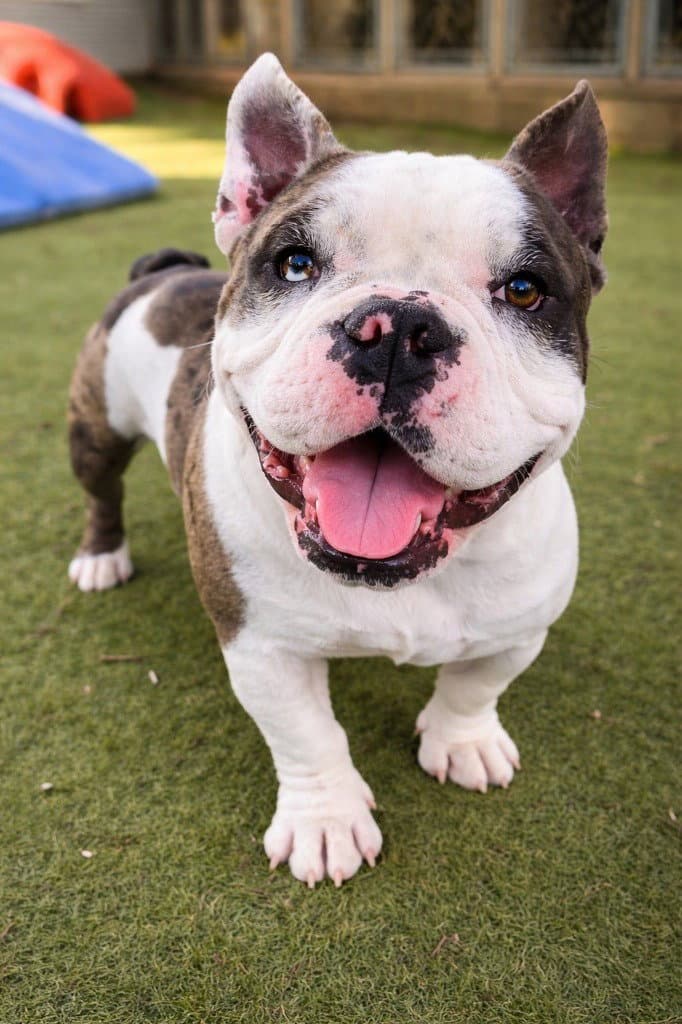 Boomer - French Bulldog