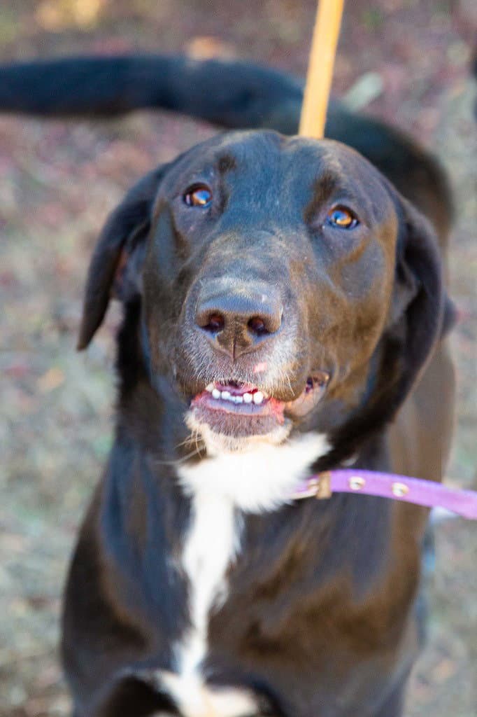 Chelsea - Labrador Retriever