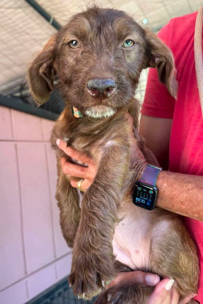 Pergola - Wire-haired Pointing Griffon