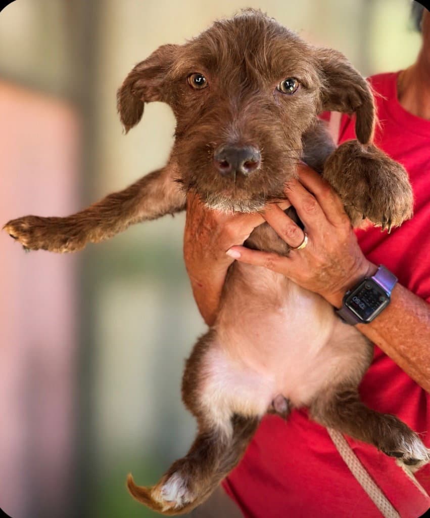 Piazza - Wire-haired Pointing Griffon