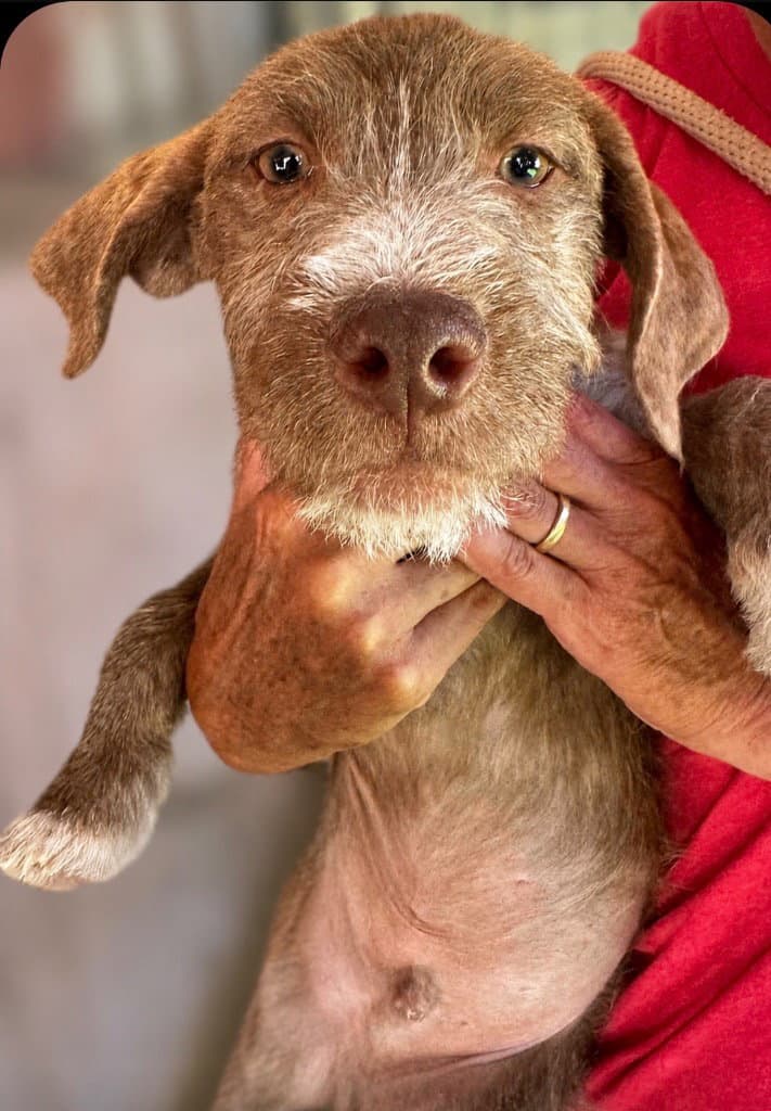 Stucco - Wire-haired Pointing Griffon