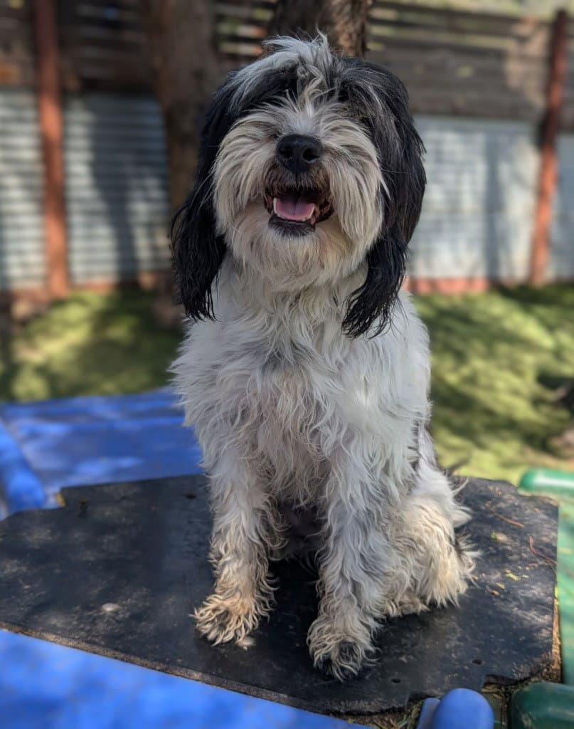 Marin - Havanese