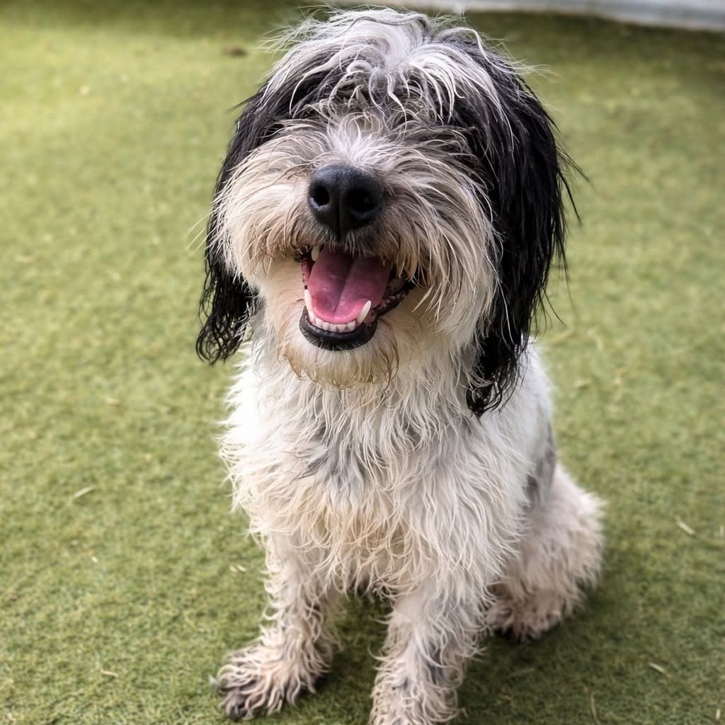 Marin - Havanese