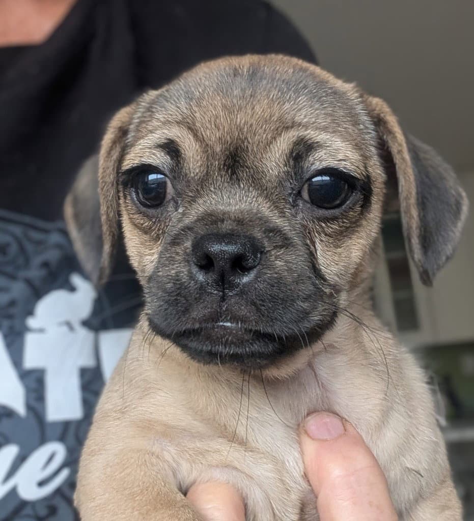 Cantilever - Pug