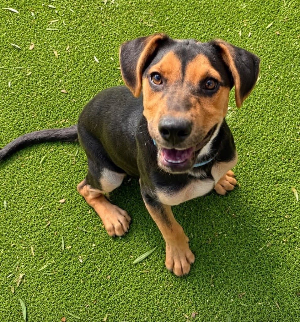 Cornice - Dachshund