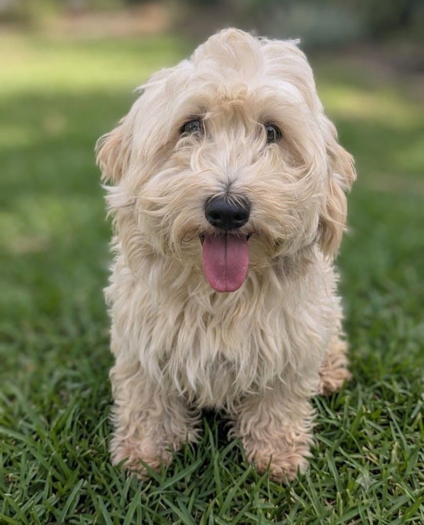 Coping - Terrier