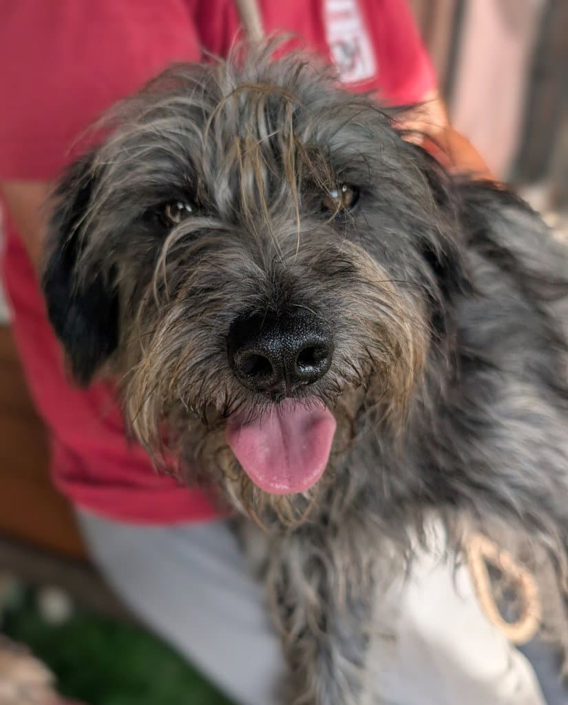 Quoin - Schnauzer