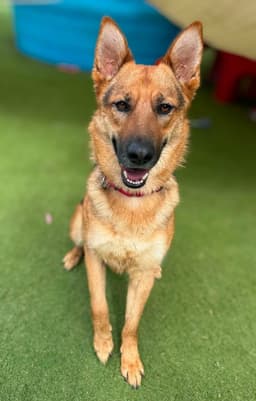 Sheba image 4