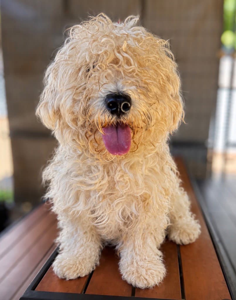 Rotunda - West Highland White Terrier Westie