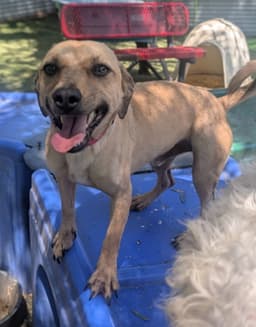 Rocco image 2