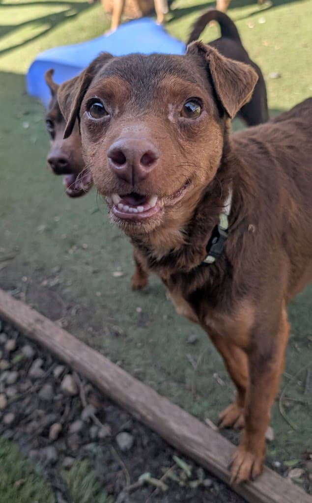 Feller - Miniature Pinscher