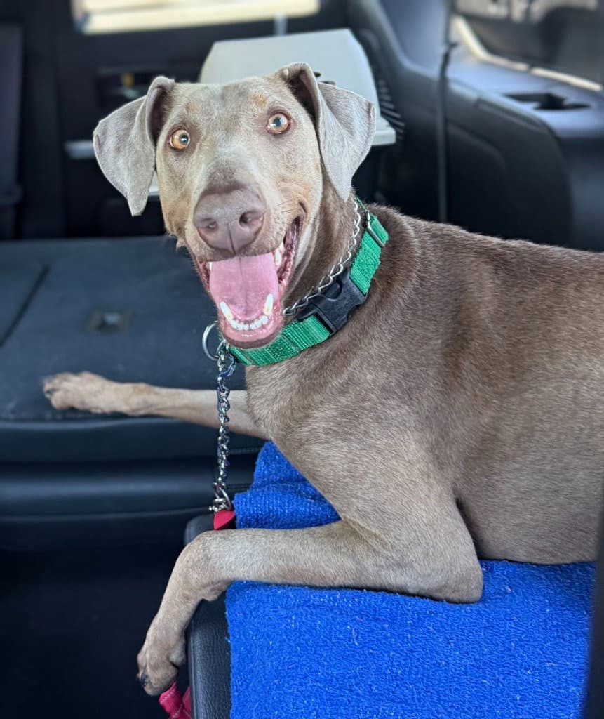 Sash - Weimaraner