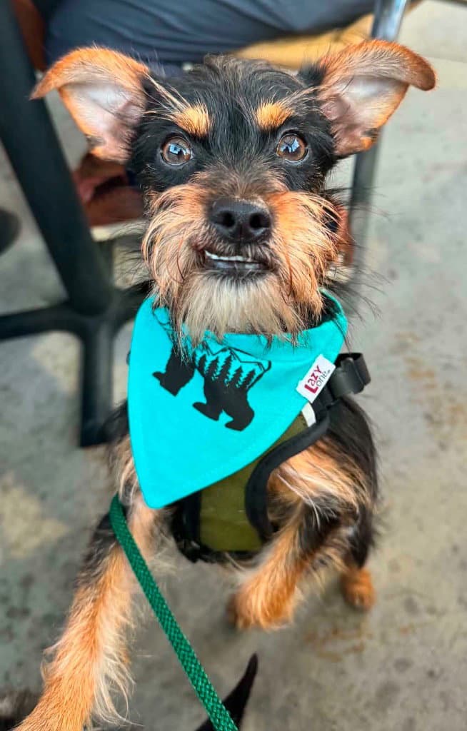 Captain - Yorkshire Terrier Yorkie