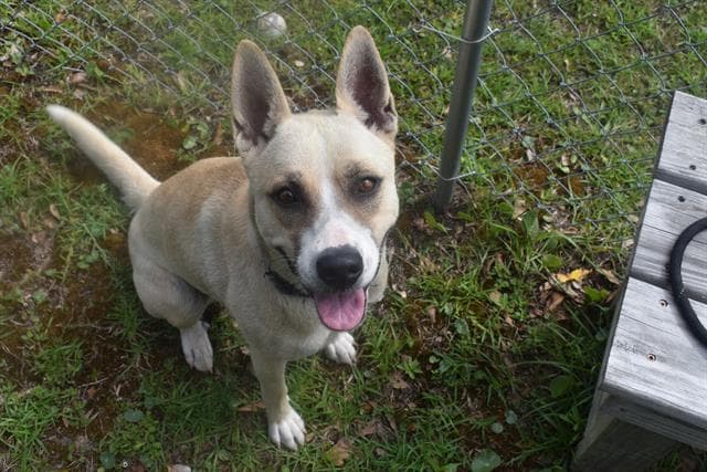 Maizy - Labrador Retriever