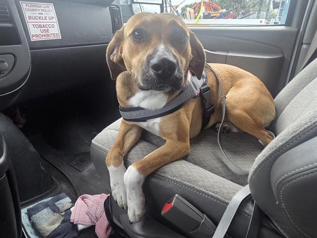 Salalie - Black Mouth Cur