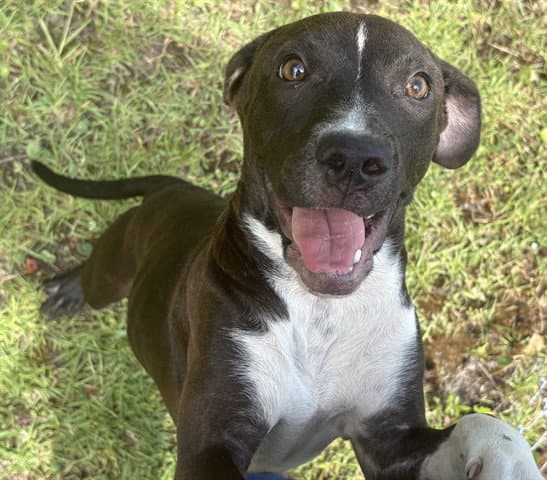 Jayce - American Pit Bull Terrier