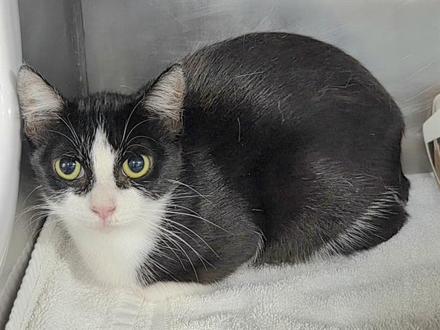 Julie - Domestic Short Hair