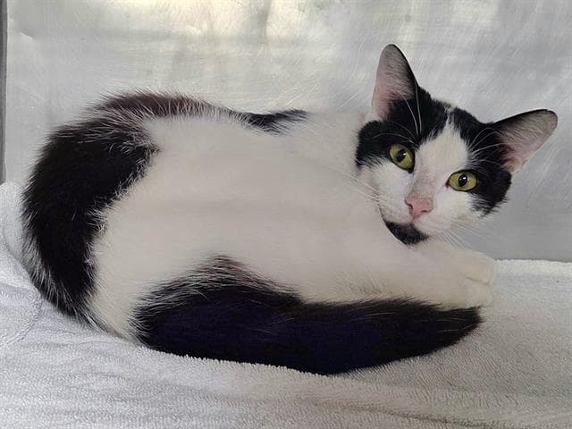 Jasper - Domestic Short Hair