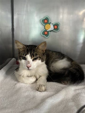 Sizzle - Domestic Long Hair