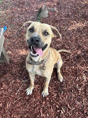 Booger - Black Mouth Cur