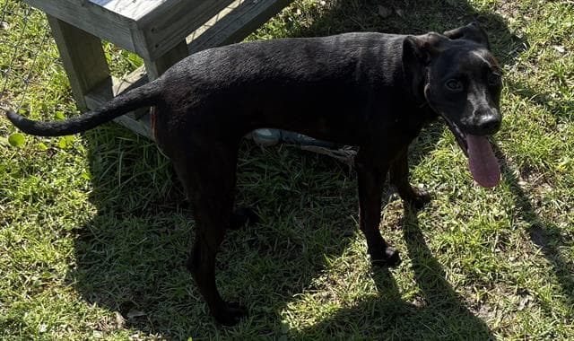 S'more - Labrador Retriever