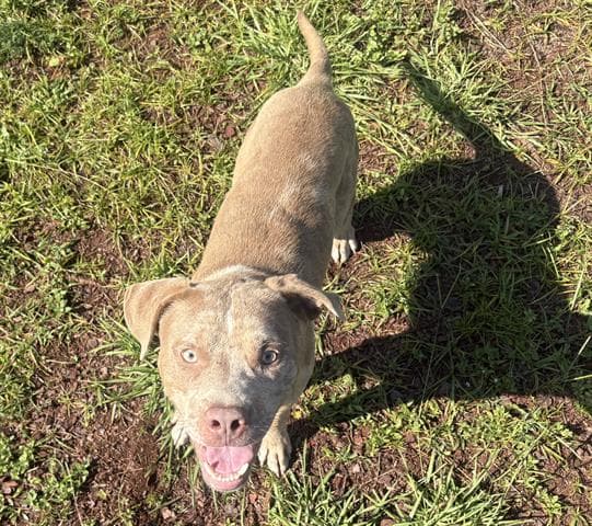 Rocket - Pit Bull Terrier