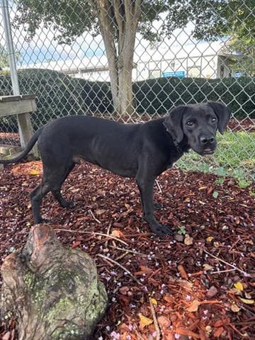 Wyatt - Labrador Retriever
