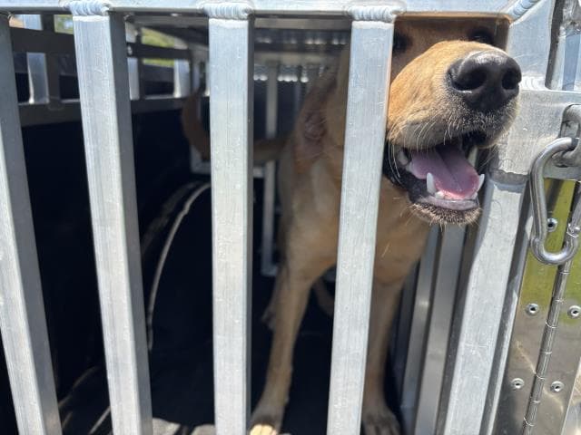 Peaches - Golden Retriever