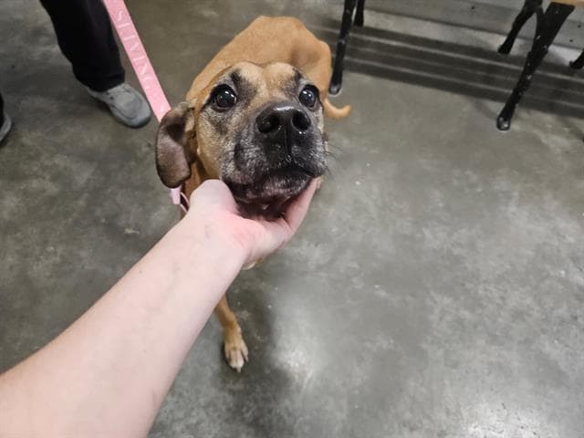 Stella - Terrier