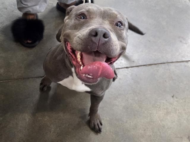 Lilly - Pit Bull Terrier