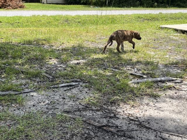 Brick - American Pit Bull Terrier