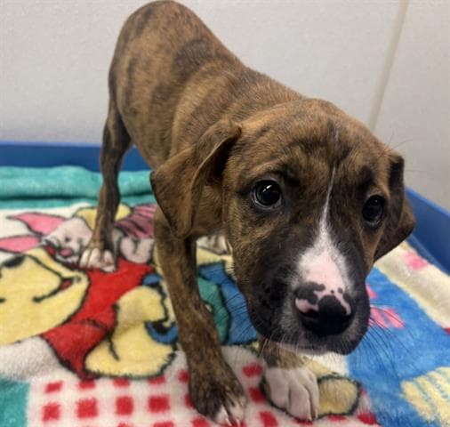 Brick - American Pit Bull Terrier