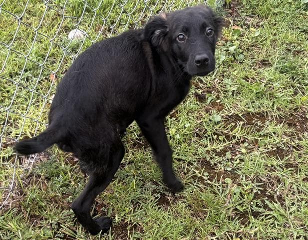 Colonel - Labrador Retriever