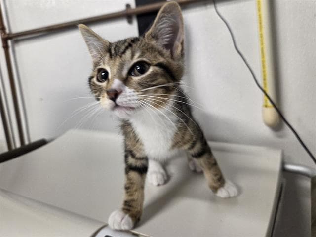 Gordon - Domestic Short Hair