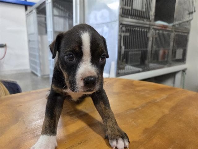 Avacado - Boxer