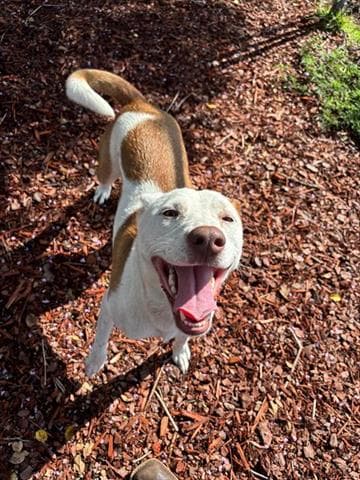 Calliope - Terrier