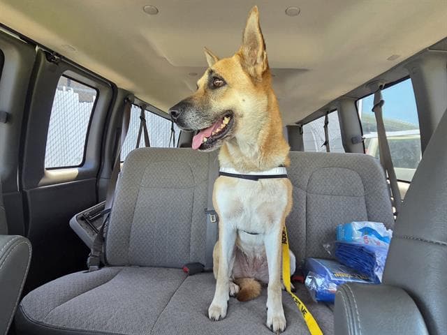 Olivia - German Shepherd Dog
