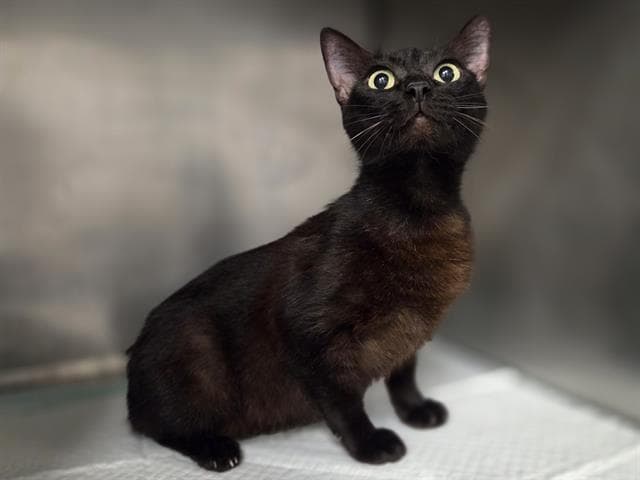 Truly - Domestic Short Hair