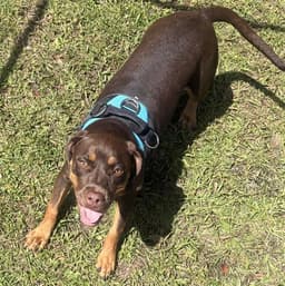 Sadie image 1