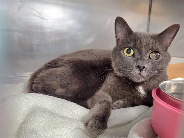 Captain - Domestic Short Hair