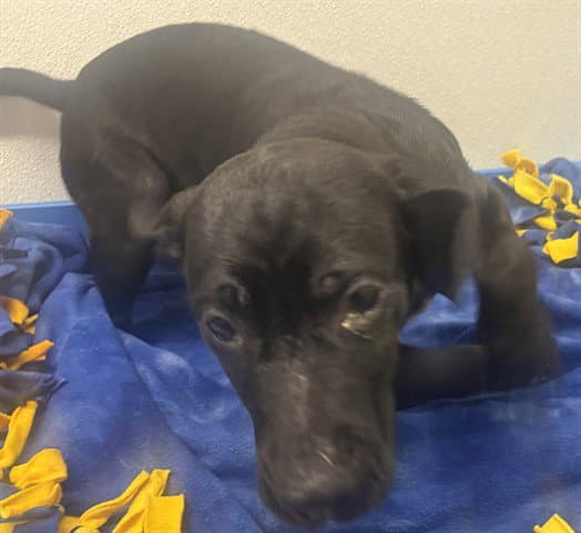 Bolt - Labrador Retriever