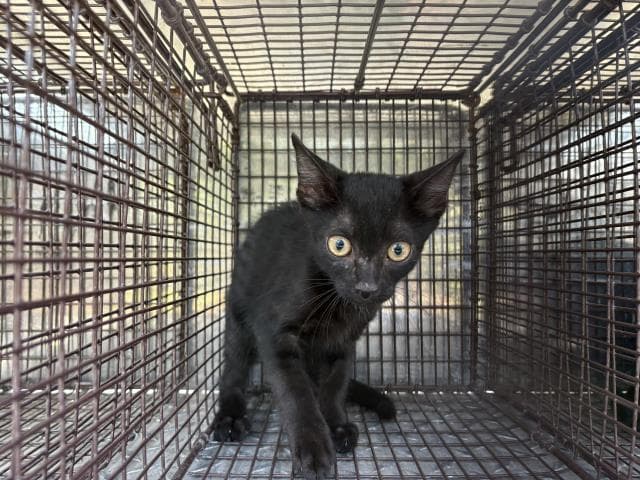 Cosmo - Domestic Short Hair