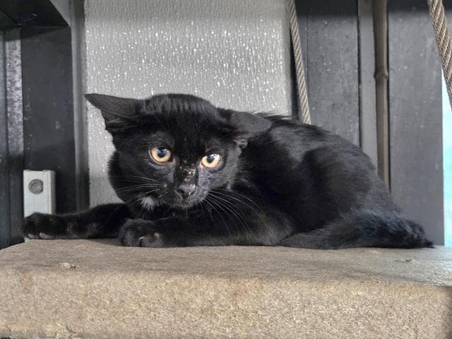 Cosmo - Domestic Short Hair