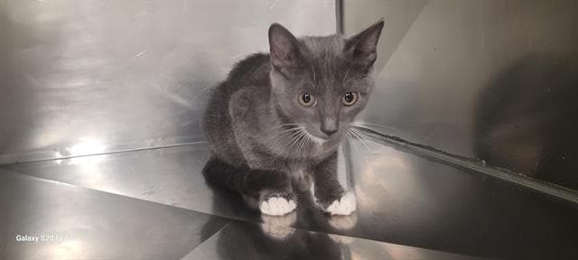 Margarita - Domestic Short Hair