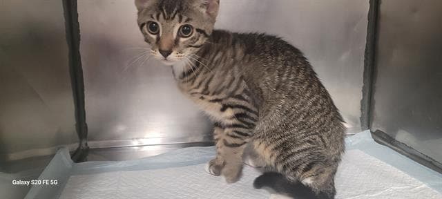 Bud - Domestic Short Hair