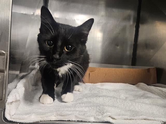 Skylar - Domestic Short Hair