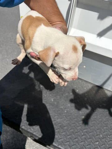 Azul - Pit Bull Terrier