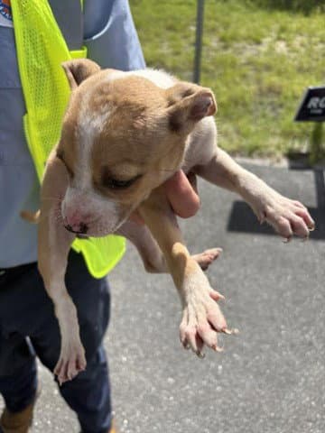 Violet - Pit Bull Terrier