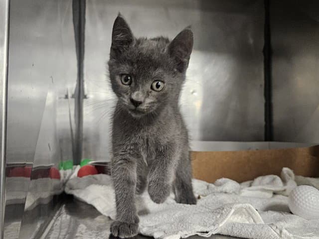 Pearl - Domestic Short Hair